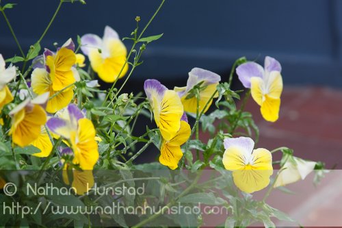 Flowers on the Pearl Street Mall in Boulder, CO